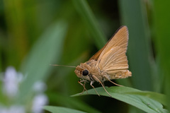 Anatrytone perfida