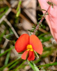 Gompholobium ecostatum