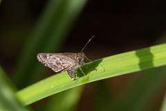 Callimormus corades