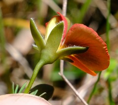 Gompholobium ecostatum