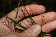 Exocarya sclerioides