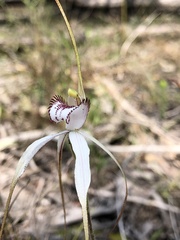 Caladenia venusta