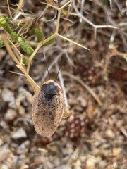 Hemelytroblatta ebneri