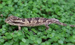 Bradypodion melanocephalum