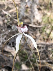 Caladenia venusta