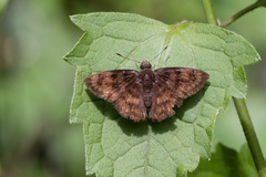 Nisoniades mimas