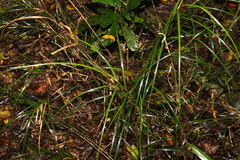 Exocarya sclerioides