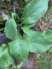 Pentaglottis sempervirens