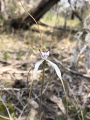 Caladenia venusta