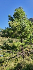 Pinus wallichiana