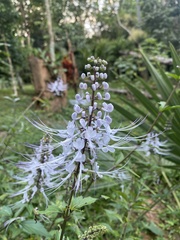 Orthosiphon aristatus