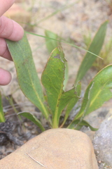 Protea acaulos