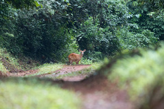 Tragelaphus scriptus bor