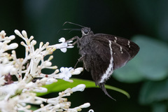 Murgaria carmelita