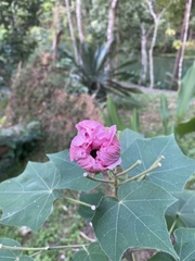 Hibiscus mutabilis