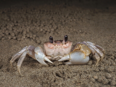 Ocypode sinensis