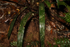 Dianella atraxis