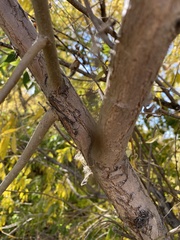 Salix amygdaloides