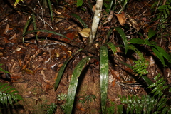 Dianella atraxis