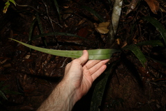 Dianella atraxis