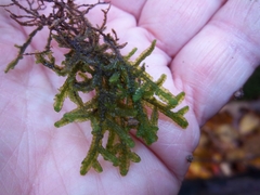 Porella platyphylla