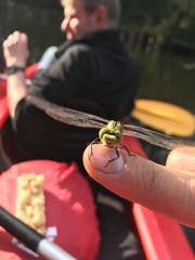 Ophiogomphus cecilia