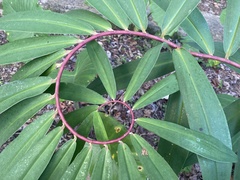 Costaceae