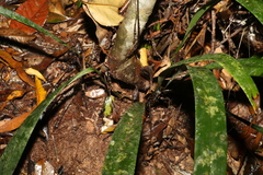 Dianella atraxis