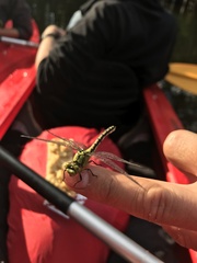 Ophiogomphus cecilia