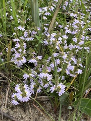 Scaevola crassifolia