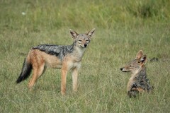 Lupulella mesomelas schmidti