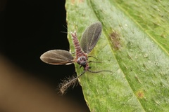 Drosicha