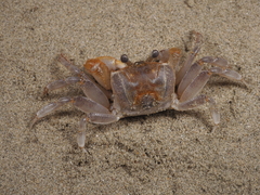 Ocypode sinensis