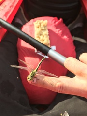 Ophiogomphus cecilia