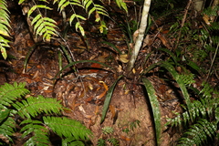Dianella atraxis