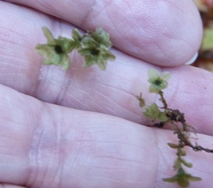Rhizomnium punctatum