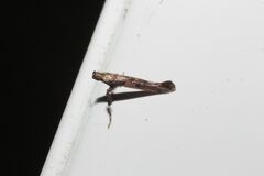 Caloptilia ostryaeella