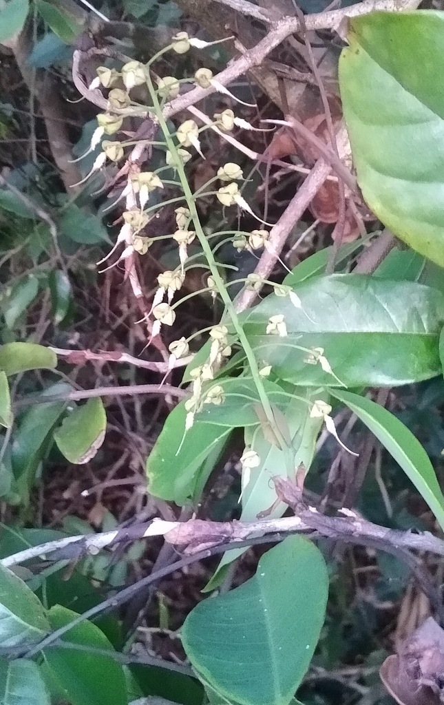 Crudia klainei