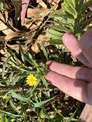 Calendula arvensis