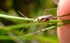 Pseudopantilius australis