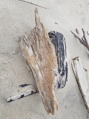 Eurynebria complanata