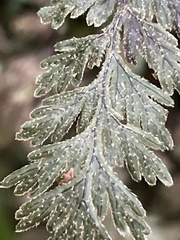 Hymenophyllum frankliniae
