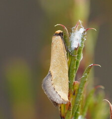 Edosa ochranthes
