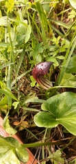 Arisarum simorrhinum