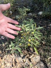 Solanum elaeagnifolium