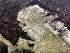 Phlebia centrifuga