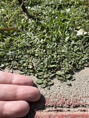 Amaranthus deflexus