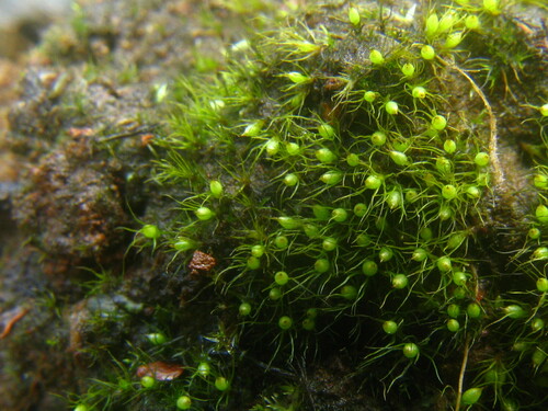 Cleistocarpidium palustre