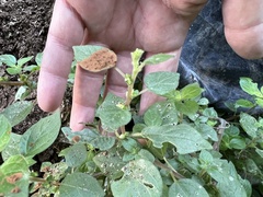 Parietaria judaica