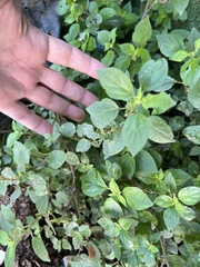 Parietaria judaica